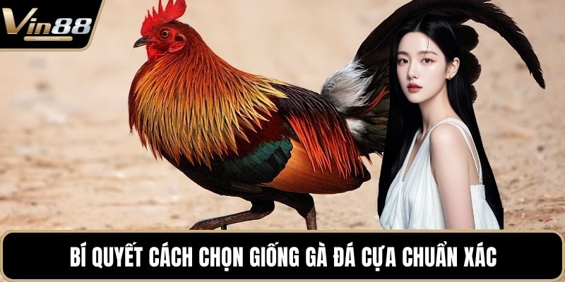 Bí quyết cách chọn giống gà đá cựa chuẩn xác