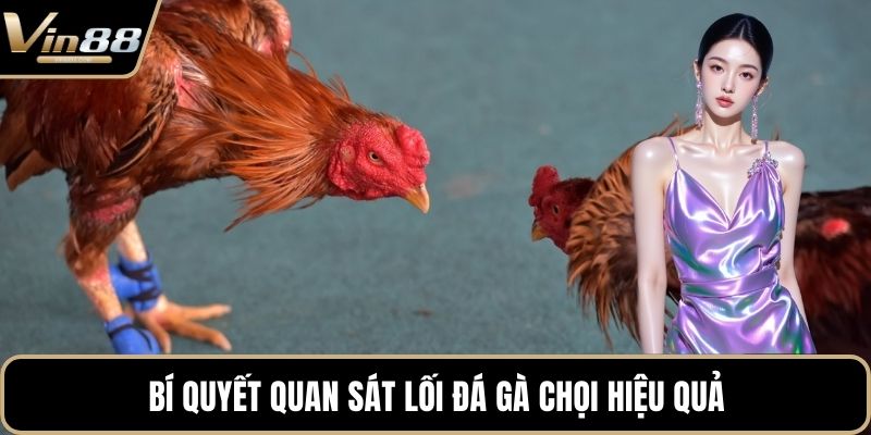 Bí quyết quan sát lối đá gà chọi hiệu quả