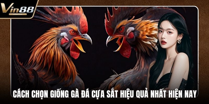 cách chọn giống gà