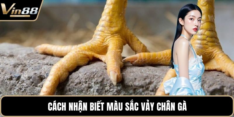Cách nhận biết màu sắc vảy chân gà