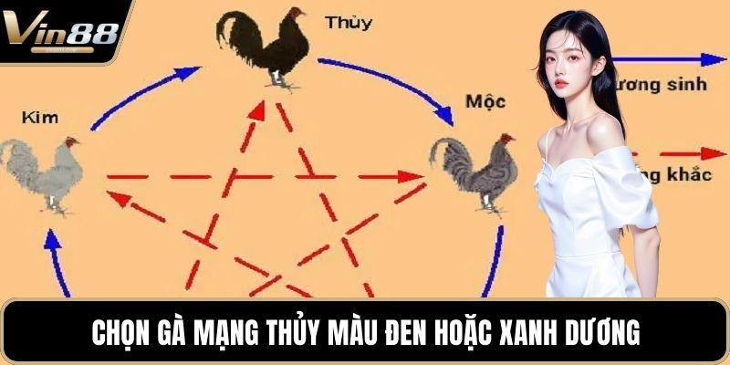 Chọn gà mạng thủy màu đen hoặc xanh dương