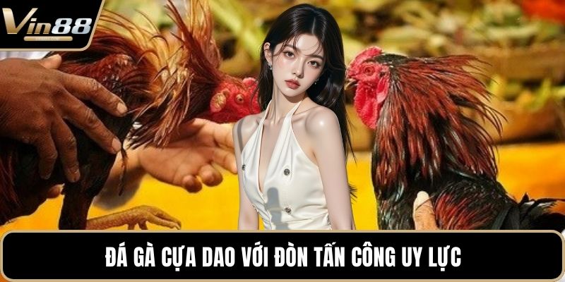 Đá gà cựa dao với đòn tấn công uy lực