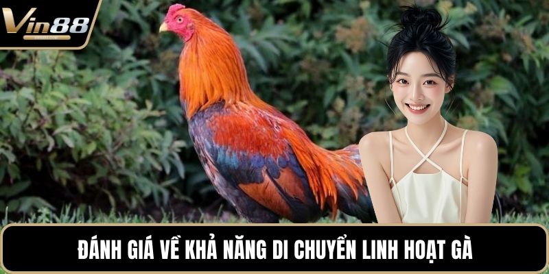 Đánh giá về khả năng di chuyển linh hoạt gà