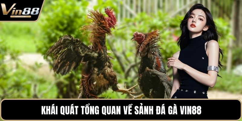 Khái quát tổng quan về sảnh đá gà VIN88