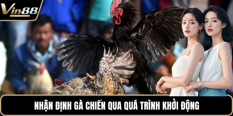 Nhận định gà chiến qua quá trình khởi động