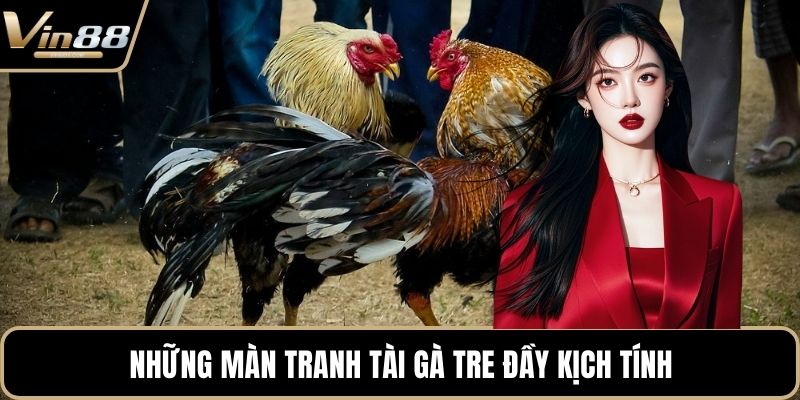 Những màn tranh tài gà tre đầy kịch tính