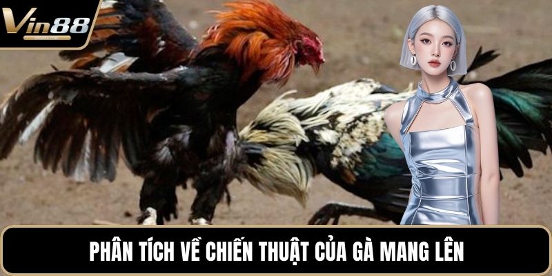 Phân tích về chiến thuật của gà mang lên