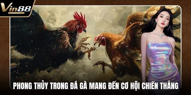 phong thủy trong đá gà