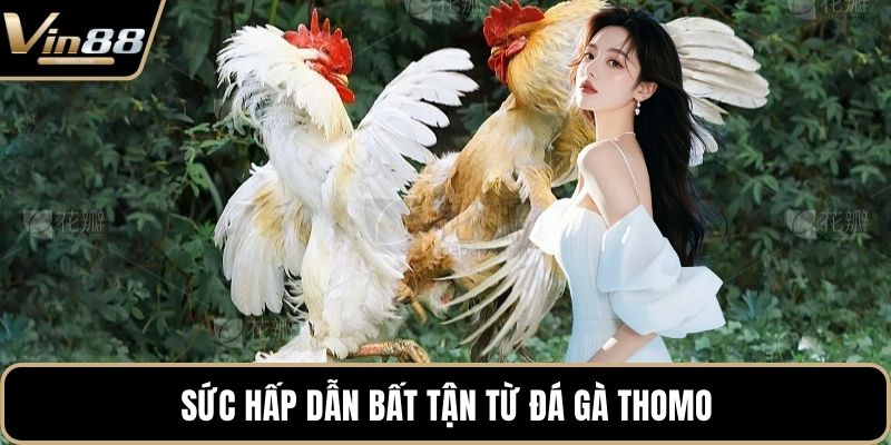 Sức hấp dẫn bất tận từ đá gà thomo