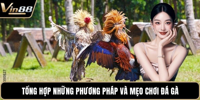 Tổng hợp những phương pháp và mẹo chơi đá gà