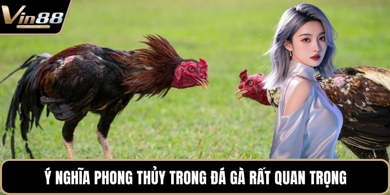 Ý nghĩa phong thủy trong đá gà rất quan trọng